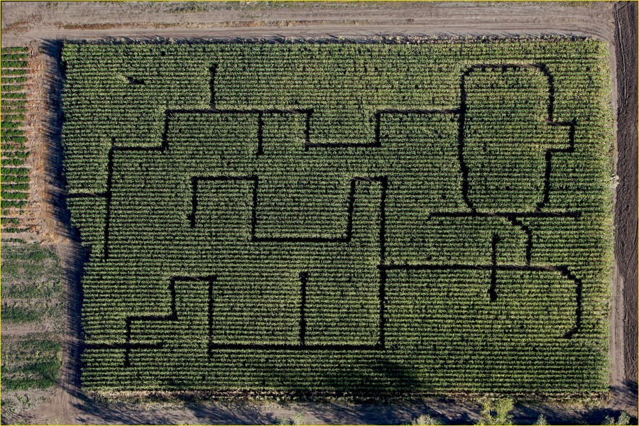 Corn Maze Provides Fall Fun