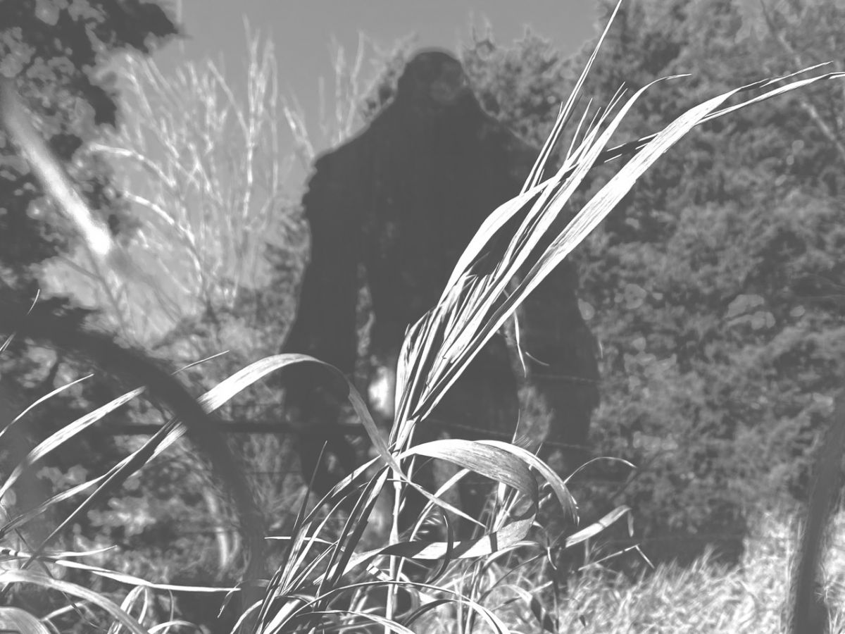 Sasquatch, Description, Sightings, & Facts