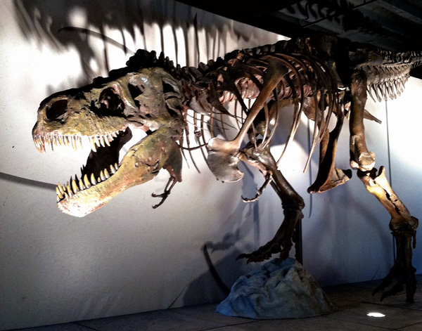 Sue the T. Rex is Back in South Dakota!