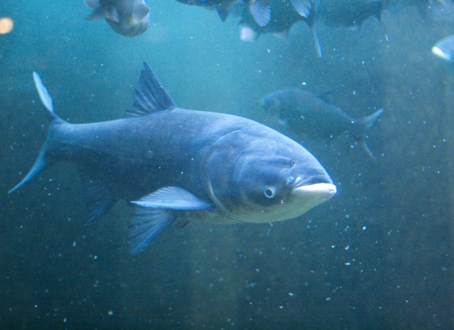 Can We Live With Asian Carp