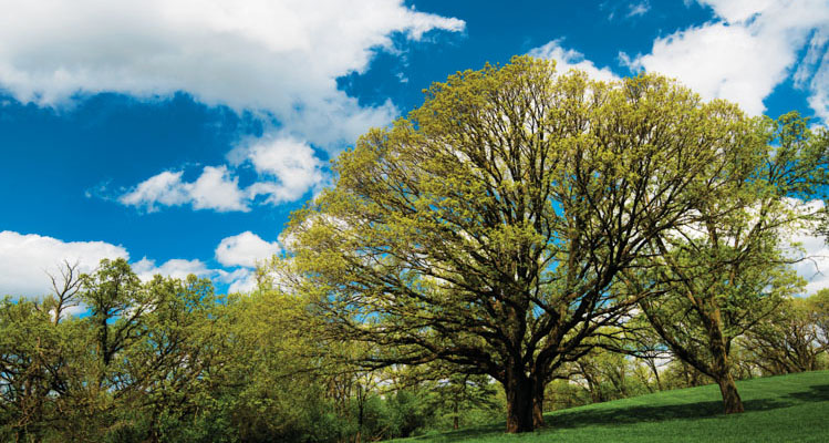 If Our Trees Could Talk