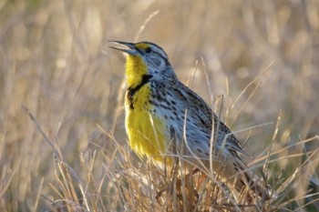 A meadowlark greets the morning light with song.