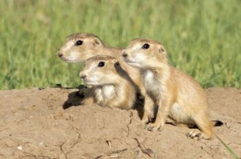 Prairie dog pups peer out from their home — the dog town located on the park's border with Wind Cave National Park.