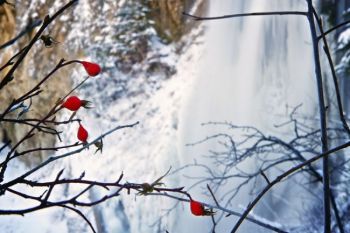 Rose hips are natural holiday decorations at Spearfish Falls.