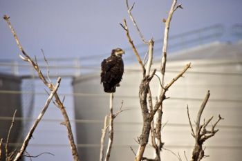 An immature eagle perches just below Fort Randall Dam's powerhouse.