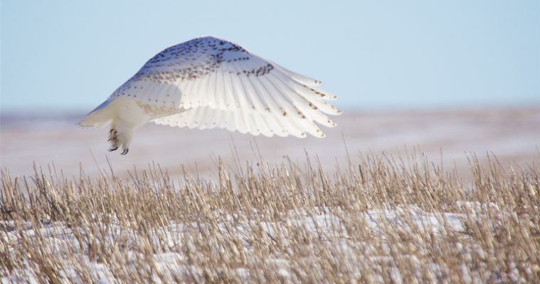 Winter explorers may spot another visitor to the Glacial Lakes region — snowy owls, which are native to the Arctic. Photo by Christian Begeman