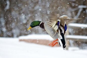 Coming in for a landing! This Mallard Duck doesn't mind the snow at the Outdoor Campus.