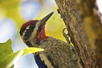 Grace Coolidge Creek is the home of this Red-naped Sapsucker.