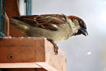 The Outdoor Campus is home to other birds as well. Here's a male House Sparrow.