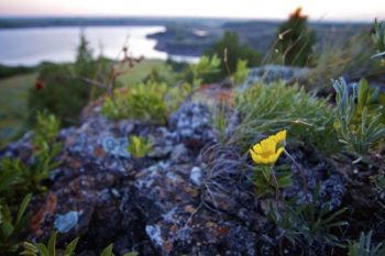 Wildflower, rocks and cedar trees above the dam at dawn.