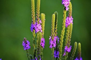 Flowering vervain in the hills above Snake Creek.