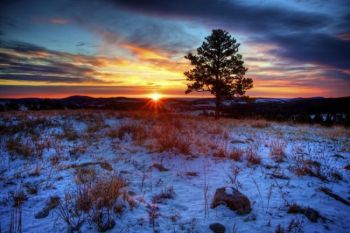 Sunrise behind a lone ponderosa pine in Custer State Park.
