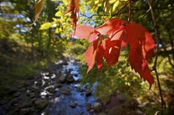 Autumn color along Grace Coolidge Creek.