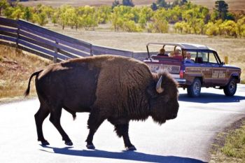 Watch out for bison on the wildlife loop! This big fellow was crossing near the buffalo corrals.
