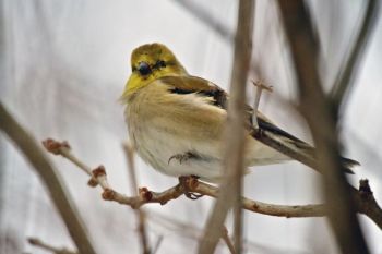 A female Goldfinch, balancing in the breeze and singing away despite winter's chill.