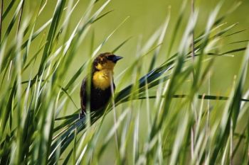 This yellow headed blackbird is a denizen of Kettle Lake, adjacent to Fort Sisseton State Park.