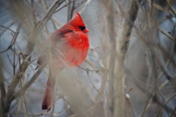 He's not fat from too many trips to the bird feeder — cardinals and other birds fluff up their feathers to keep warm.