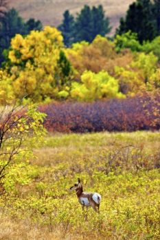 A lone pronghorn poses against a brilliant fall backdrop.