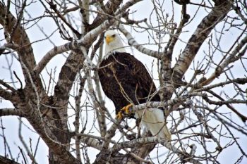A Bald Eagle perched in Yankton's Riverside Park. Click to enlarge photos.