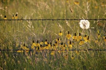 Prairie coneflowers along a barbed wire fence. Click to enlarge photos.