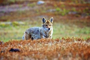A lone coyote stalks prairie dogs just across the southern border of Custer State Park.