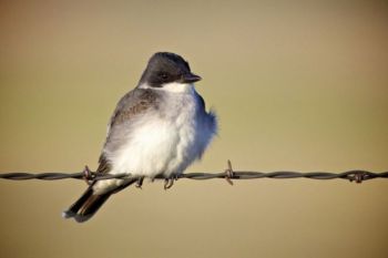Eastern kingbird on a wire.
