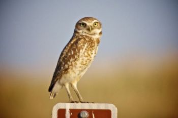 A burrowing owl perched on a Grassland mile marker.