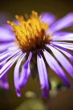 The last of the year's wildflowers, the hoary aster, still in bloom in late September.