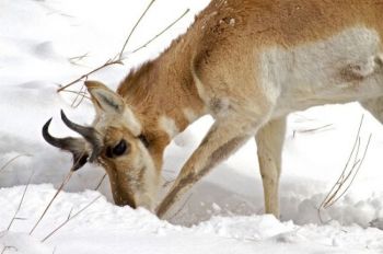 Dig for your dinner — this pronghorn searches for a prickly pear on a cold, snowy February morning.