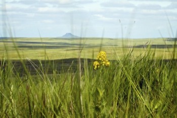 Western Wallflower with Thunder Butte in the distance.