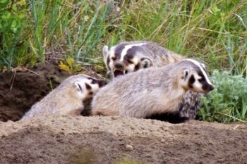 A badger playfully chides her cubs on the topside of their den found in a creek that feeds the southern arm of the Shadehill Reservoir.