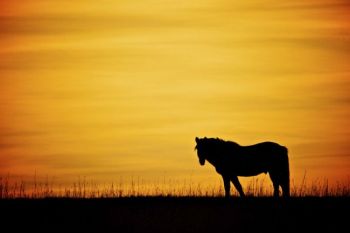 Lone horse at sunset in McCook County.