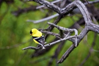 This American Goldfinch perches above the same creek.