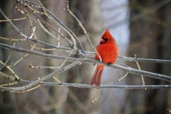A male Northern Cardinal at the Sioux Falls <a href='http://gfp.sd.gov/outdoor%2Dlearning/outdoor%2Dcampus/east/default.aspx' target='_blank'>Outdoor Campus</a>.