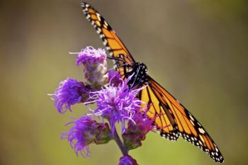 A monarch feeds on ironweed.