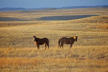 Two horses graze in the evening light of Ziebach County near Thunder Butte.