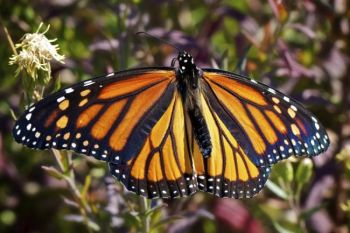 A female Monarch soaks in the sun.