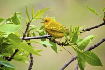 Happy morning song from a Yellow Warbler.