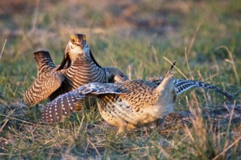 Gotta defend your ground — a Prairie Chicken and a Sharp-tailed Grouse face off.