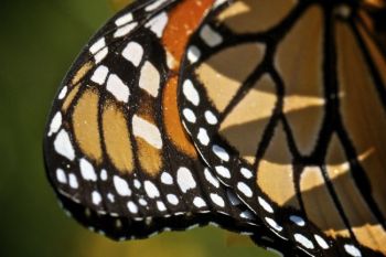 Detail of a monarch's wing.