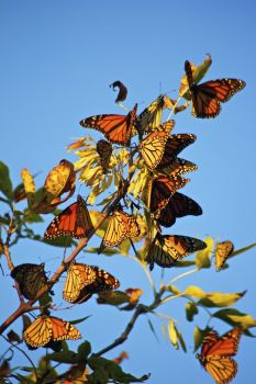 These butterflies rested in Sica Hollow before continuing on their 2011 migration.