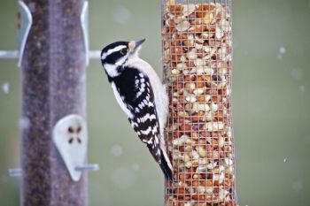 Can you identify this bird? Christian thinks it is a female downy or hairy woodpecker.