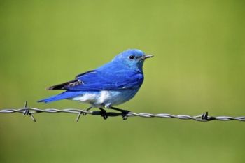 A Mountain Bluebird rests on a fence on the edge of the park.