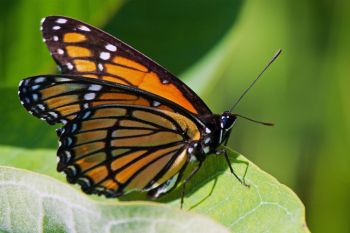 A viceroy butterfly that fluttered along a gravel road on the west side of Lake Hendricks in Brookings County.