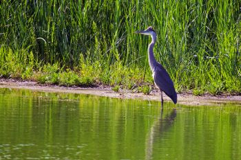 A Great Blue Heron standing out against the green landscape of the southern reaches of Bitter Lake in Day County.