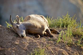 A bighorn ewe seems to be napping. In reality, she is trying to dislodge some pesky insects from buzzing her ears.