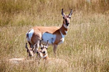 A pronghorn family resting on the prairie.