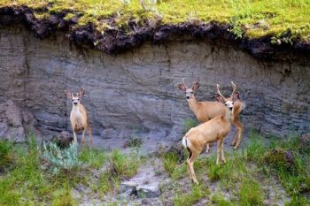Young bucks below a cutbank just below a high point in the wall.