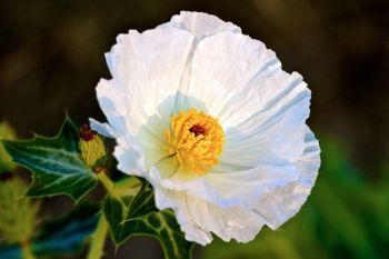 A crested pricklypoppy in bloom.