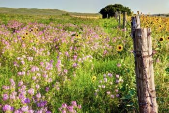 Wildflowers are abundant this year in the Sand Hills.